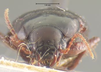 Media type: image;   Entomology 31227 Aspect: head frontal view